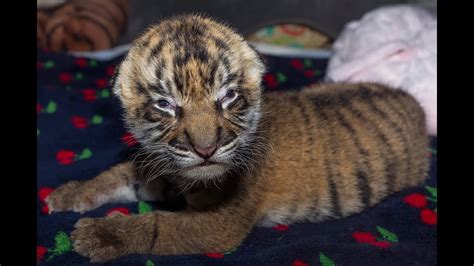Tiger Cub Born At The San Diego Zoo Safari Park Youtube