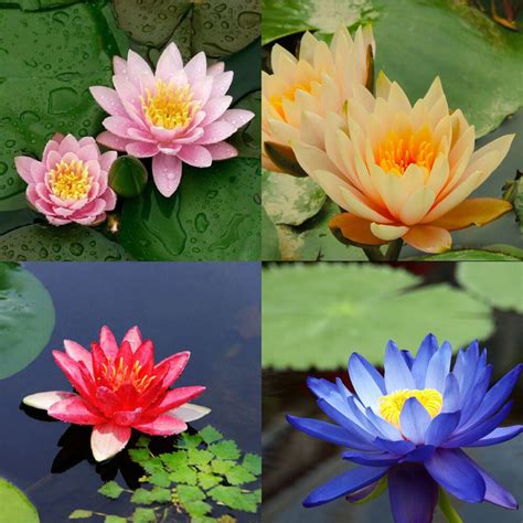10 Seeds 4 Color Mix Bowl Lotus Flower Seed Water Aquatic Plants