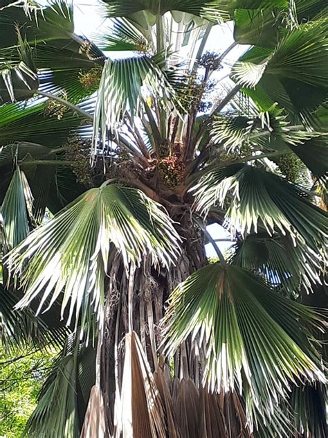 PALM IDENTIFICATION - DISCUSSING PALM TREES WORLDWIDE - PalmTalk