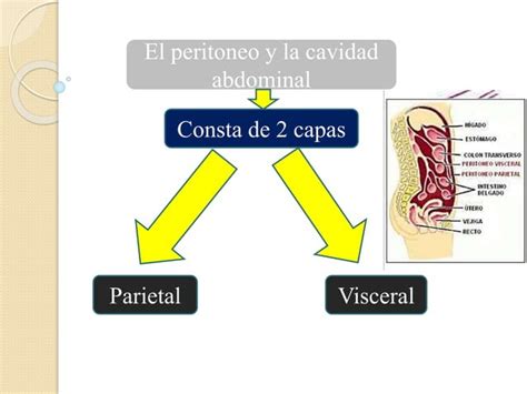 Peritoneo Y Cavidad Peritoneal PPT Descarga Gratuita