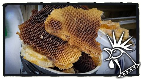 Processing Honey Comb Into Beeswax Youtube