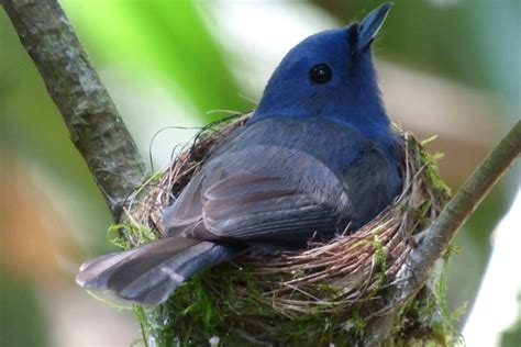 Endemic Birds In Sri Lanka