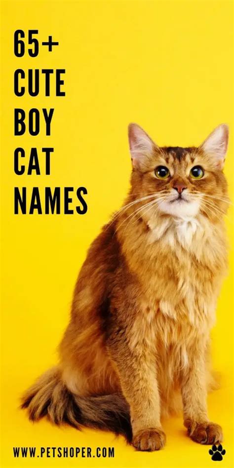 Cute Boy Cat Names 65 Amazing And Top Ideas Petshoper