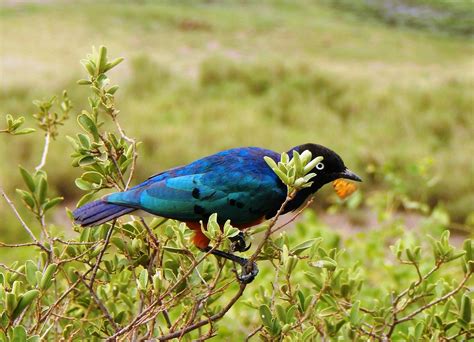 Black And Blue Bird · Free Stock Photo