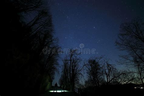 Under The Starry Sky In The Woods Stock Photo Image Of Star Bare