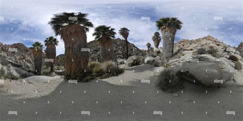 360° View Of Lost Palms Oasis Joshua Tree National Park California
