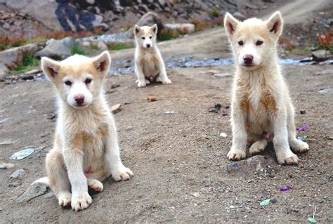 The Greenland Dog Trio Greenland Dog Dogs Puppies