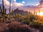 🔥 The Sonoran desert in Arizona, photographed by Gannon McGhee : r ...