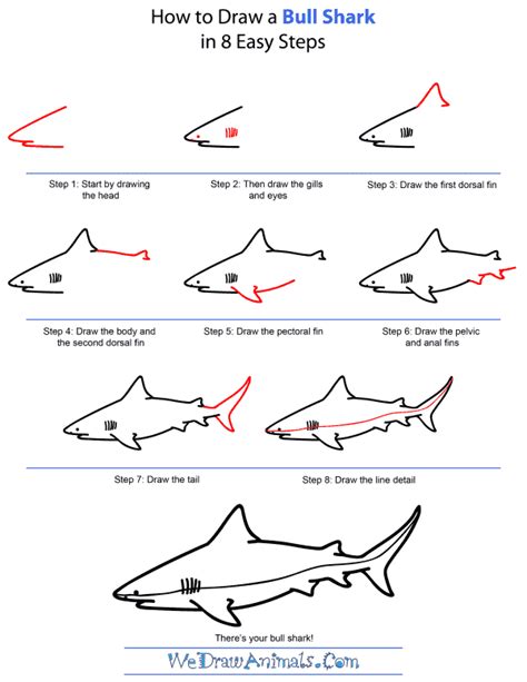 Shark Drawing Easy Step By Step Zipback
