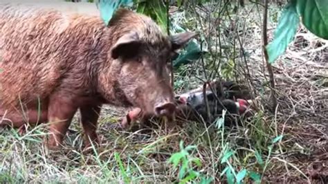 Wild Mother Pig Tucks In Her Newborn Piglets For The Night Youtube