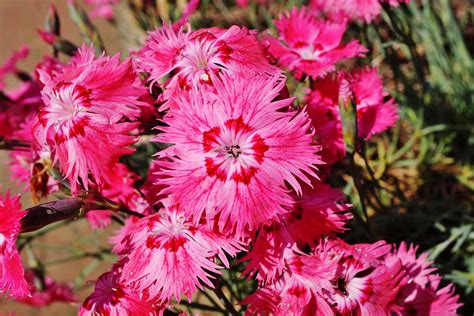 How To Grow And Care For Cheddar Pinks Gardeners Path