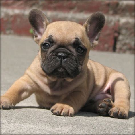 4276 3800 2377 9890 марина леонидовна мусатова киви кошелёк +79162965030 мусатова марина леонидовна. hansepansan.blogg.se - Fransk bulldog