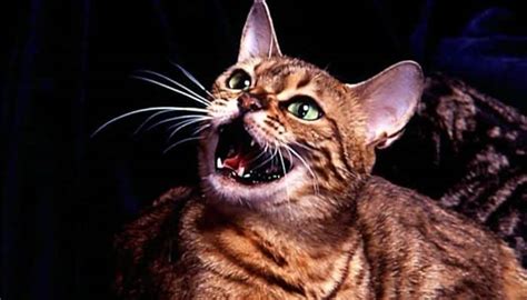 La mayoría de los comportamientos comunes incluyen técnicas de caza y reacciones a ciertos eventos como interacciones con humanos u otros animales. 9 sonidos característicos de los gatos y sus respectivos significados | Mascotas