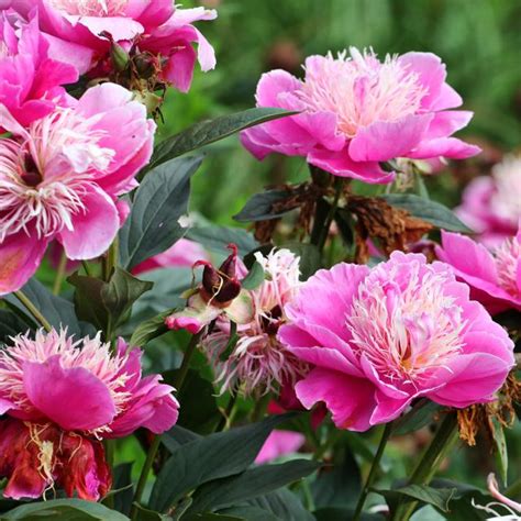 Pivoine Fantastic Paeonia X Lactiflora Pivoine Japonaise à Fleurs Bicolores Roses Et Blanches