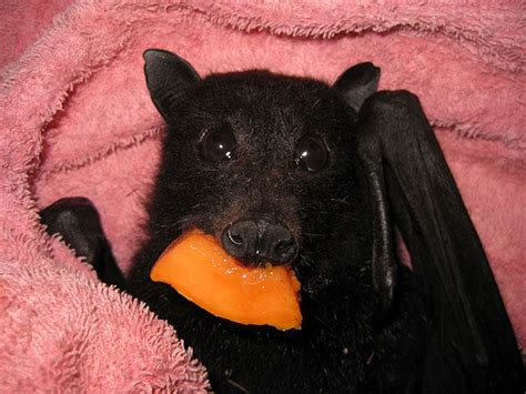 Rescued Baby Bat Stuffs Her Cheeks With Banana After Being Hit By Car