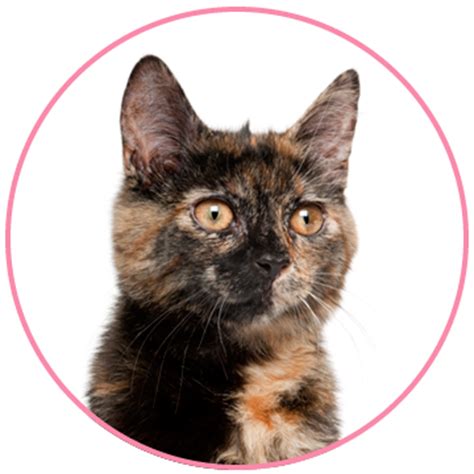 Cat color and personality traits. GLOGIRLY: What Kind of Tabby Cat are YOU?