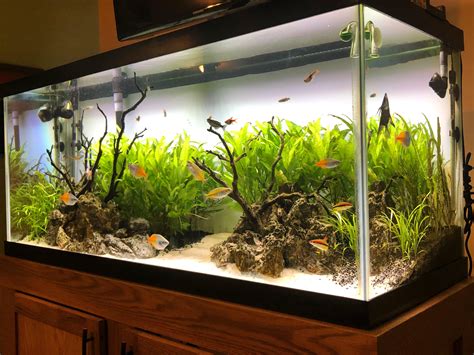 Check out our aquarium decorations selection for the very best in unique or custom, handmade pieces from our aquariums & tank décor shops. 75 gallon Rainbowfish tank : Aquariums