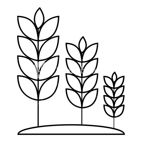 Wheat Line Drawing Free Download On Clipartmag