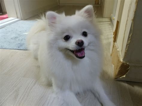 About Pomeranian Small Dog Breeds Js Blog