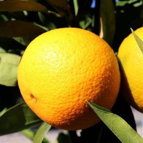 Citrus X Sinensis Orange Washington Navel Warners Nurseries