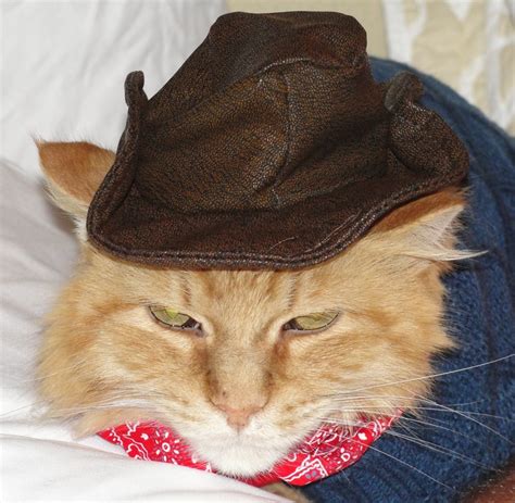 Cowboy Kitty Kitty Furry Newsboy