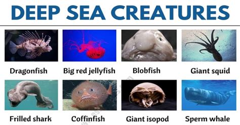 Deep Sea Creatures List Of 25 Creatures That Live In Deep Ocean Esl