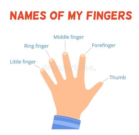 Names Of Fingers Anatomy
