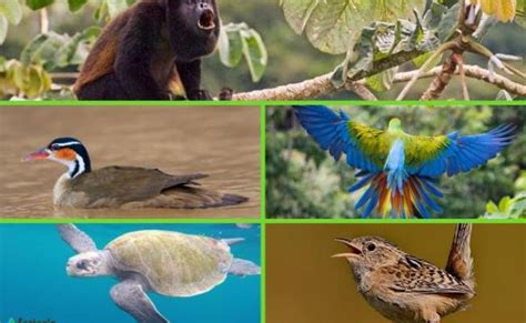 Fauna De Costa Rica Curiosidades Sobre Una De Las 8 Especies De