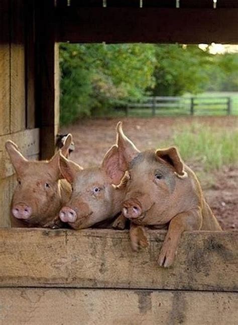 Country Living 3 Little Pigs ~ Lol Animals Farm Animals