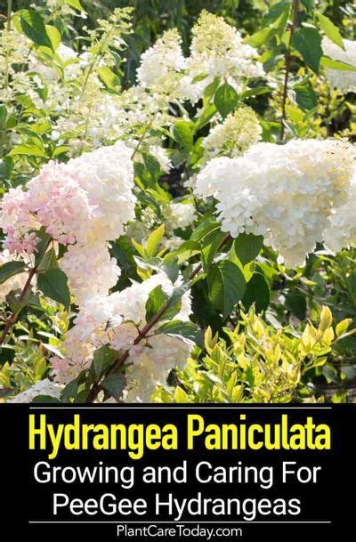Hydrangea Paniculata Learn Growing And Care Of Peegee Hydrangea