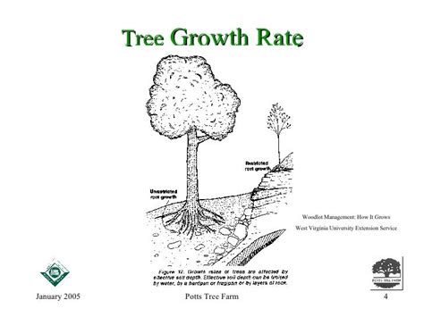 How Do Trees Grow