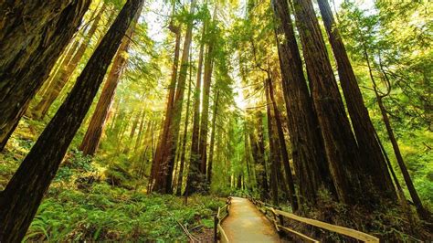 Rays Trees Redwoods Forest Tall Sun Path Nature Hd Images Redwood