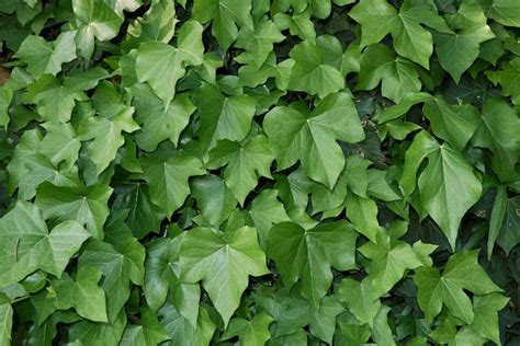 7 Ground Cover Vines For Places No Plant Will Grow