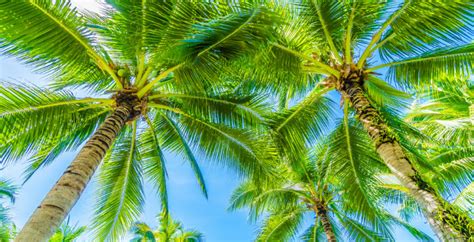 How To Grow Palms Hoselink