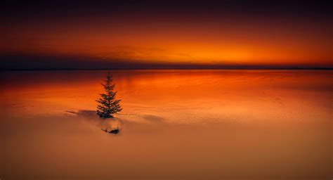 Download Lonely Tree Tree Orange Color Horizon Nature Sunset 4k Ultra