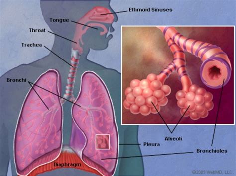 The Pneumonia Shot Dangers What You Should Know Home Cures That Work