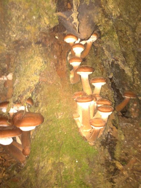 Psilocybin Mushrooms Of The Pacific West Coast Old