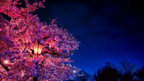 Cerezo A La Luz De La Noche Fondo De Pantalla 8k Ultra Hd Id4632