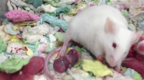 White Mouse Giving Birth The Miracle Of Life Youtube