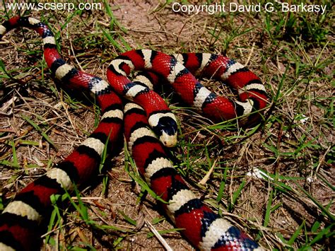 Amaizing Animal Facts Dangerous Snakes In Arizona