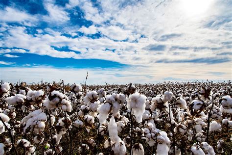 Oklahoma Farm Report Cotton Acreage Continues Climb In Northern Texas