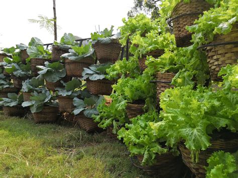 Comment Faire Un Jardin Potager Carr Potager Okgo Net