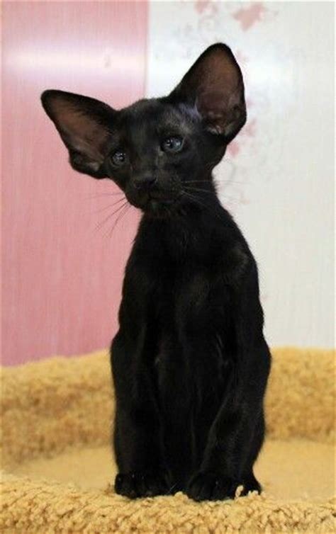 Amikoshi Siamese Cat For Sale British Shorthair