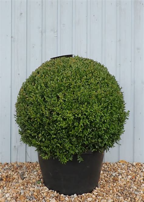 Buy Buxus Topiary Balls Buxus Sempervirens Ball Hopes Grove
