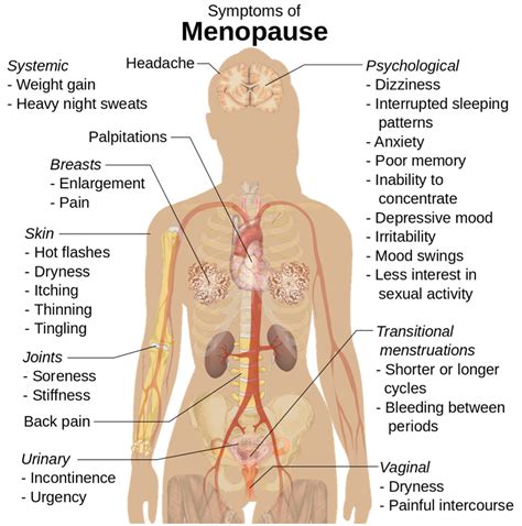 Understanding Menopause And Its Symptoms West Ashley Obgyn