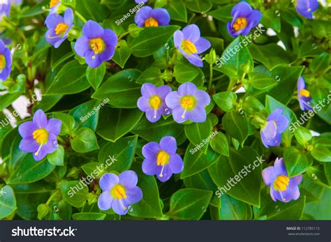 Small Purple Flowers Exacum Tropical Plant In A Pot