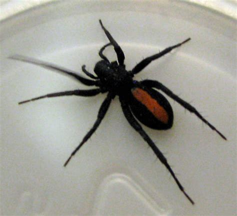 Black Spider With Red Stripe Castianeira Crocata Castianeira