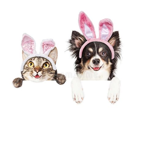 Happy Easter Dog And Cat Over White Banner Stock Photo