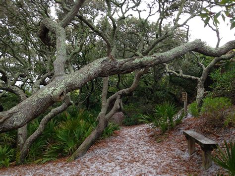 Grayton Beach Nature Trails Florida Hikes