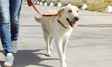 3 Consejos Para Pasear Al Perro Hogarmania Pasear Perros Perros Comportamiento De Los Perros